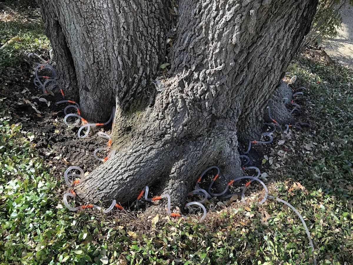 Detailed Tree Cabling and Bracing job site in University