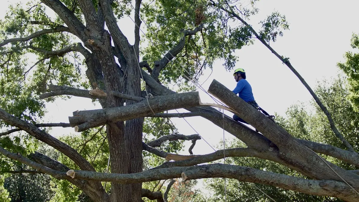 Professional Hazardous Tree Removal performed by certified arborists in University