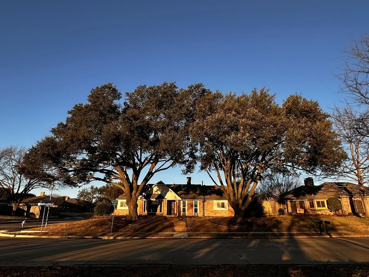 Established residential canopy tree shading a home in University